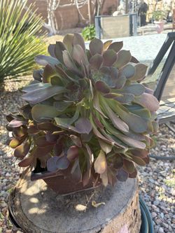 Spring Plant