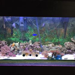 Fish tank with everything inside