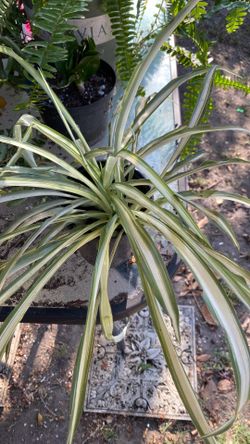 PLANTA LISTÓN O MALA MADRE tamaño chico