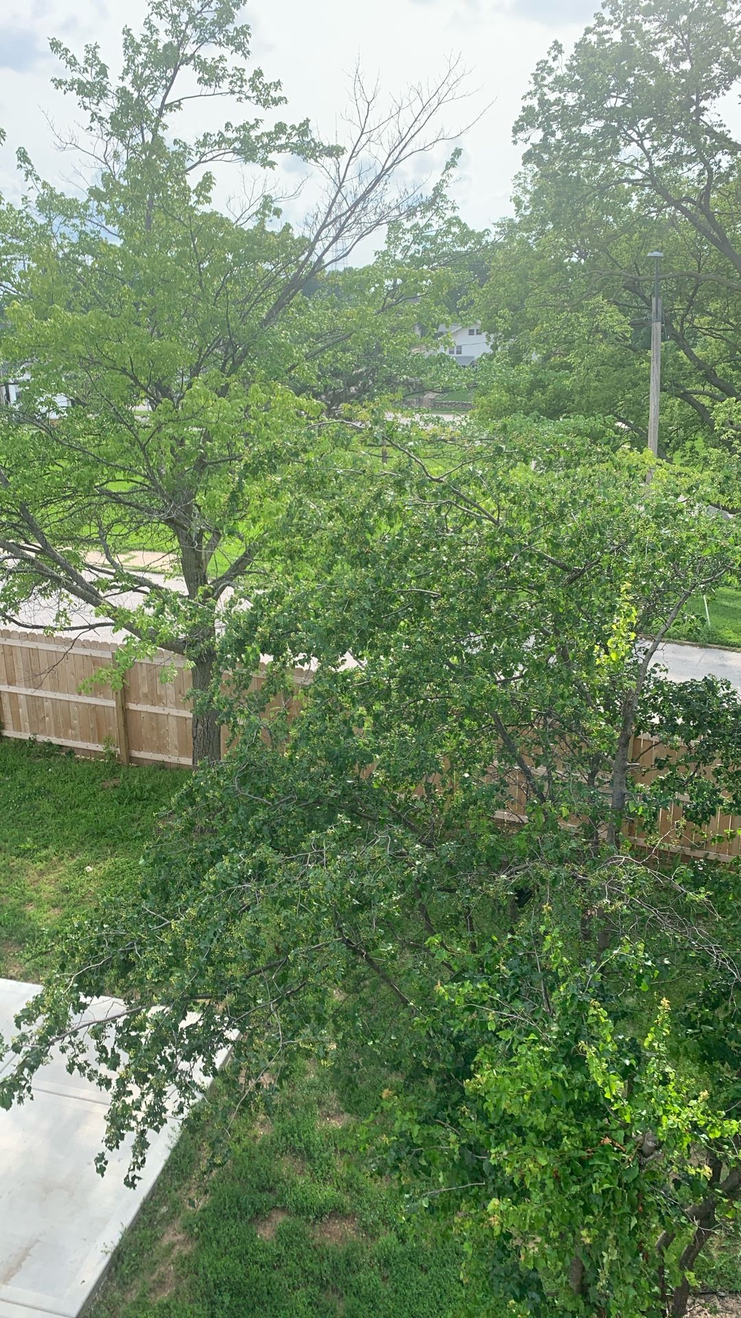 Trim Tree Offer