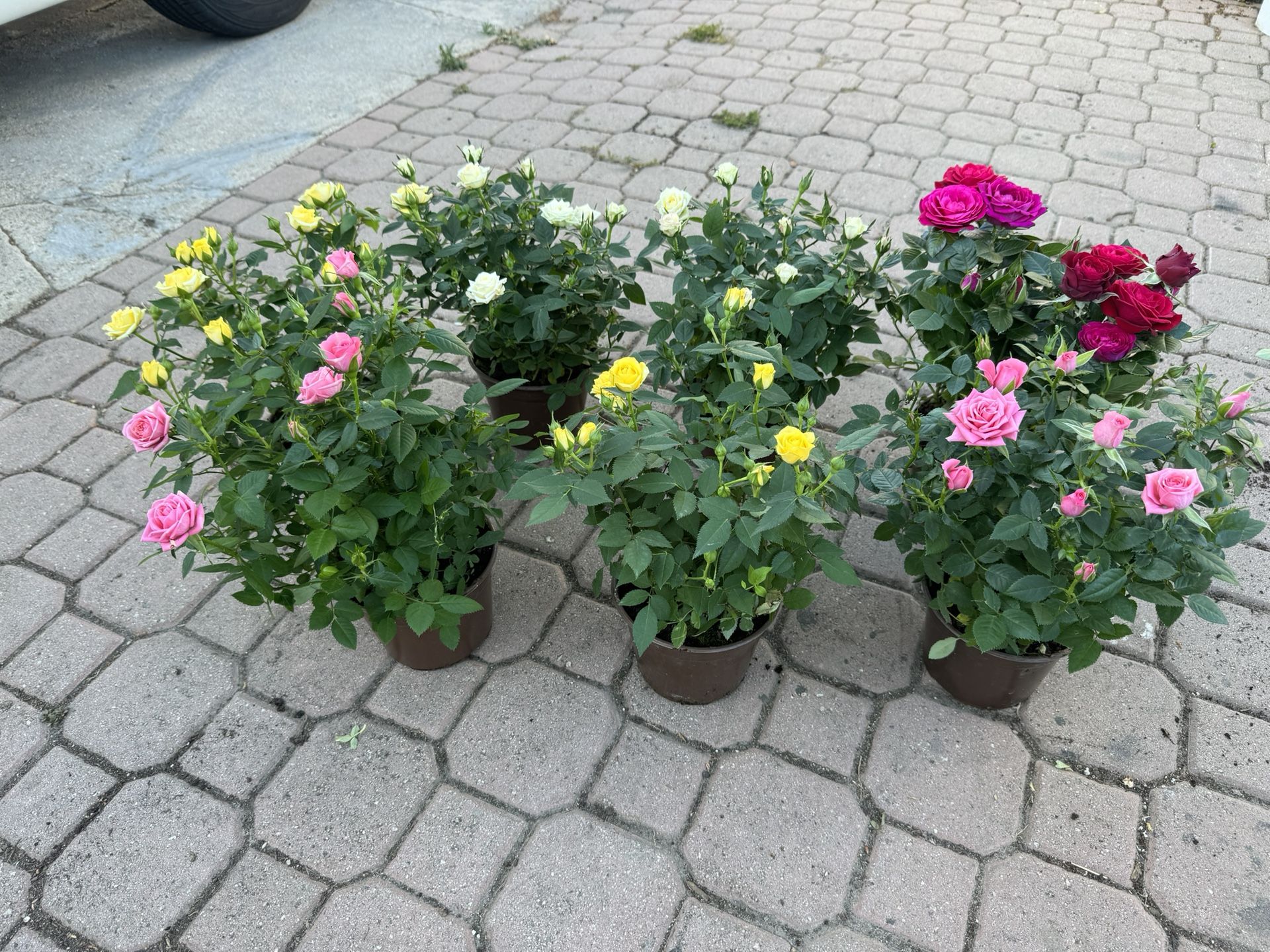 Mini Rose 19$ Each
