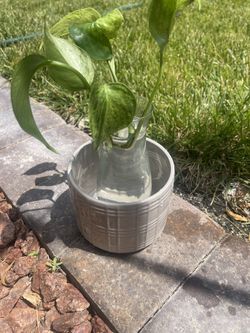 Cute Pot for Plants 🌱 (light gray color)