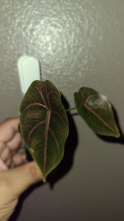 Alocasia azlanii