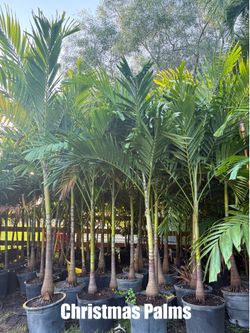 Palm trees