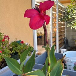 Cala Lily Or Platanillo