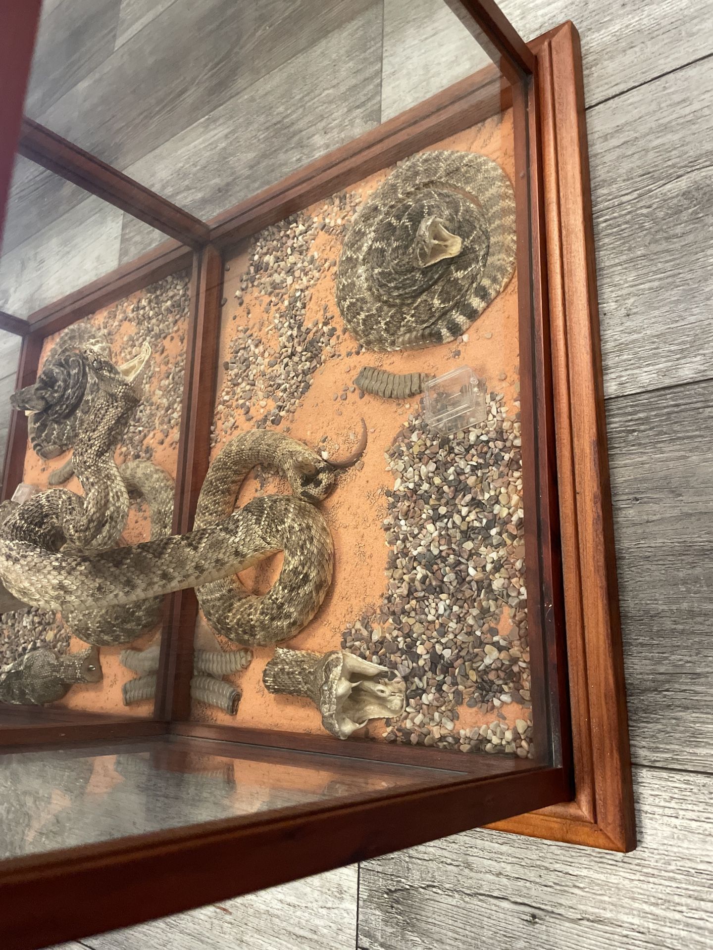 Rattlesnake Taxidermy