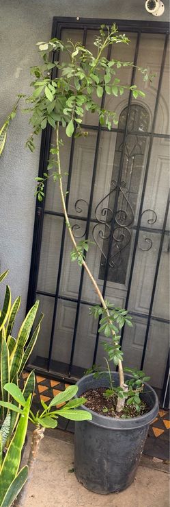 Jocote corona tree