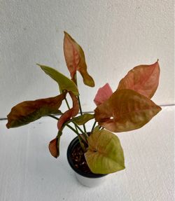 Pink Syngonium