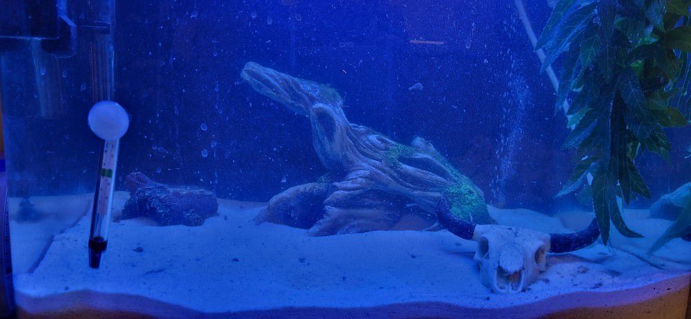 40 Gal Fish Tank Fresh Or Salt