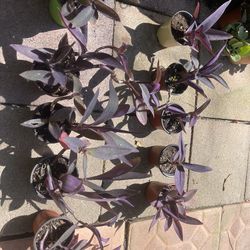 Purple Heart Plant