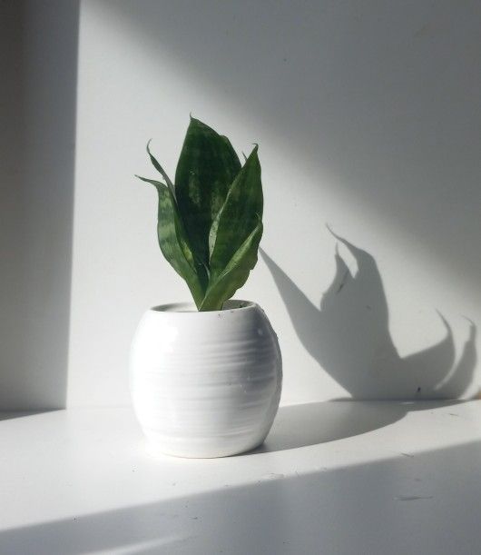 Rare mini snake plant bird's nest/ House Plant/ Indoor Plant/ Flower Patio Garden 