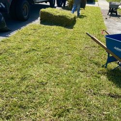 Cut To Order St Augustine Sod 