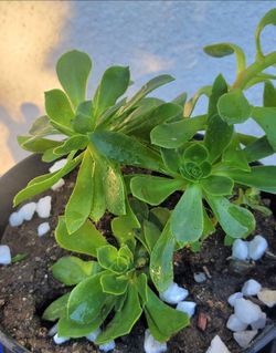 ORGANIC AEONIUM PLANT.