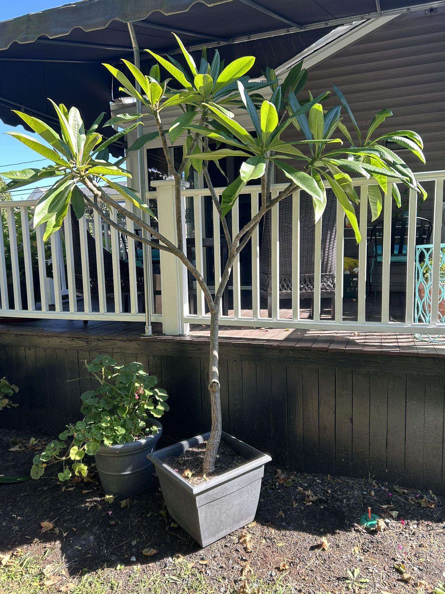 Free Healthy Plumeria Tree