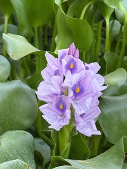 Beautiful Pond Aquatic Hyacinths Plants