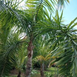 Queen King Palm Tree 7ct 13feet Overall  Thumbnail