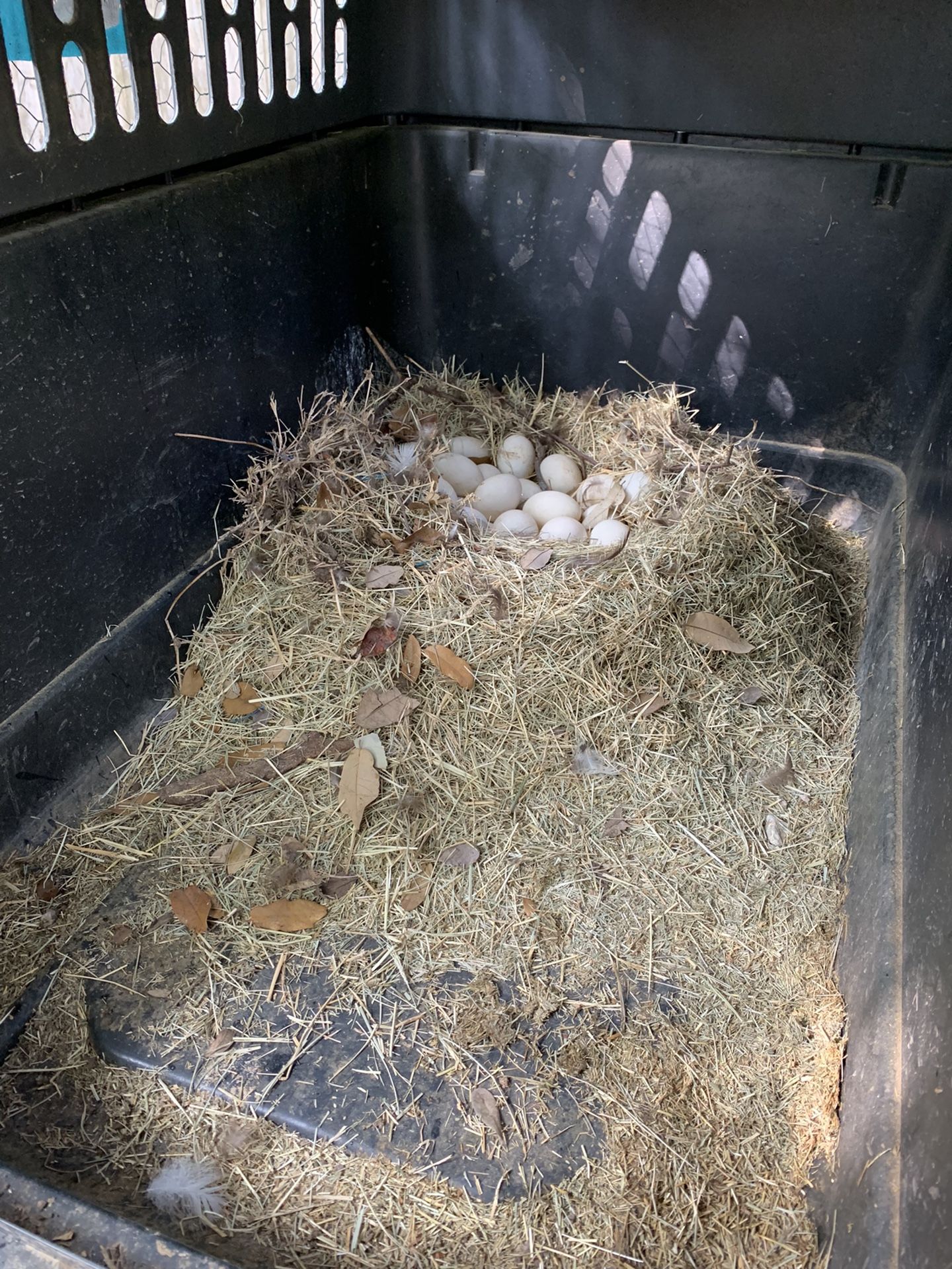 Fresh Farm Duck Eggs