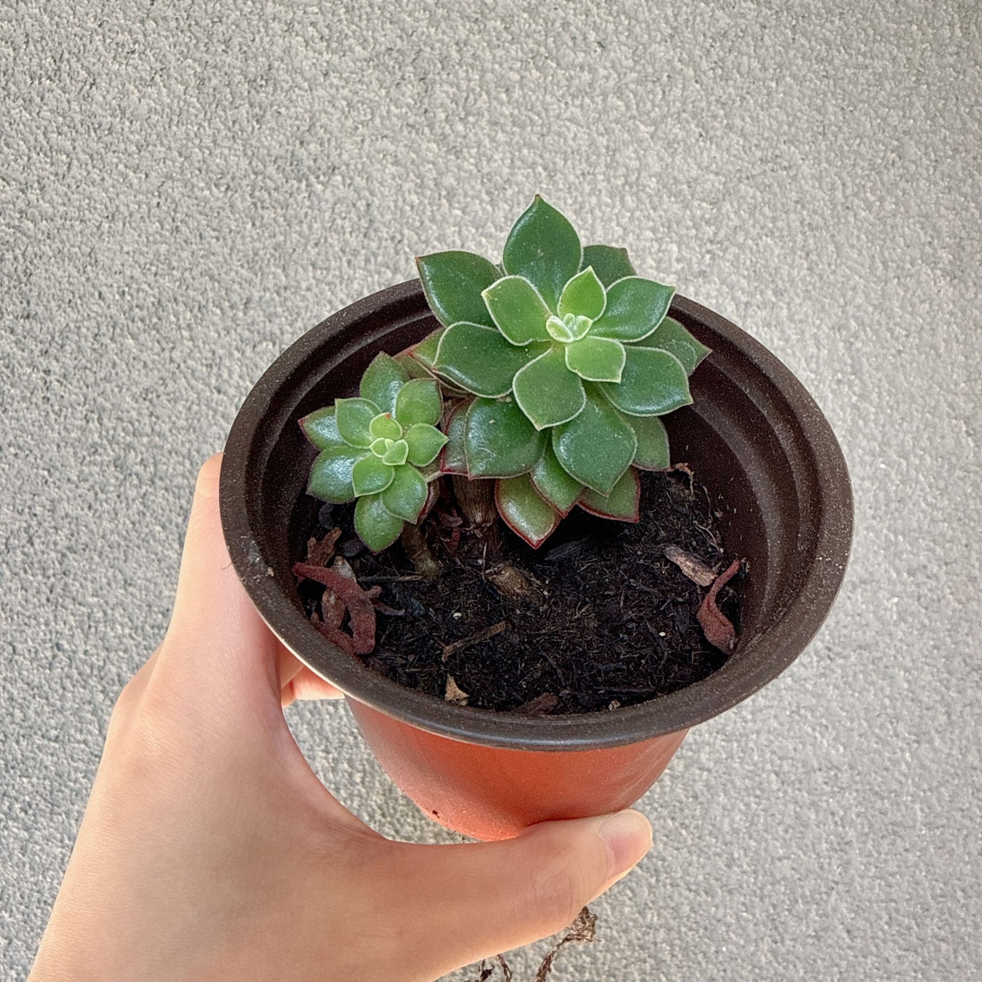 4” Succulent