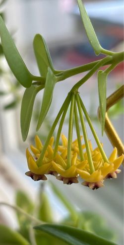 Hoya Cumingiana