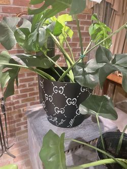 Custom Gucci Plant Pot