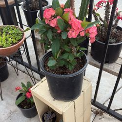 Corona De Cristo Flor Grande 