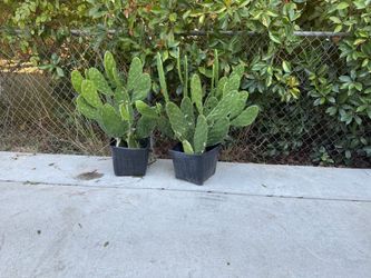 Nopales/ cactus