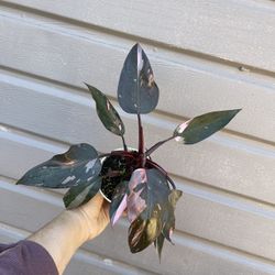 4” pink princess philodendron