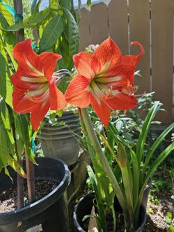 Amaryllis O Azucenas