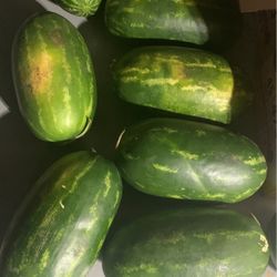 Seeded Melons