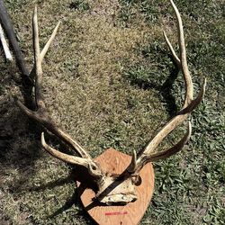 Something antlers