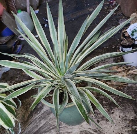 Adam's Needle Plant In Glazed Clay Pot