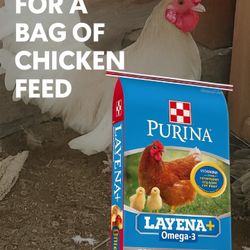Trade For A Bag Of Chicken Feed