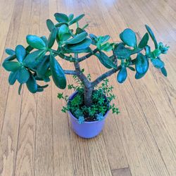 Jade Tree And Succulent Plants