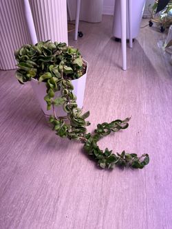 Hoya Hindu Rope REGULAR - 8inch Self Watering