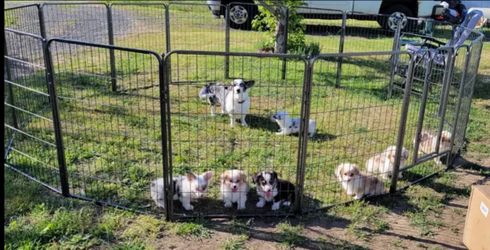 Brand new 16 piece  of dog fence