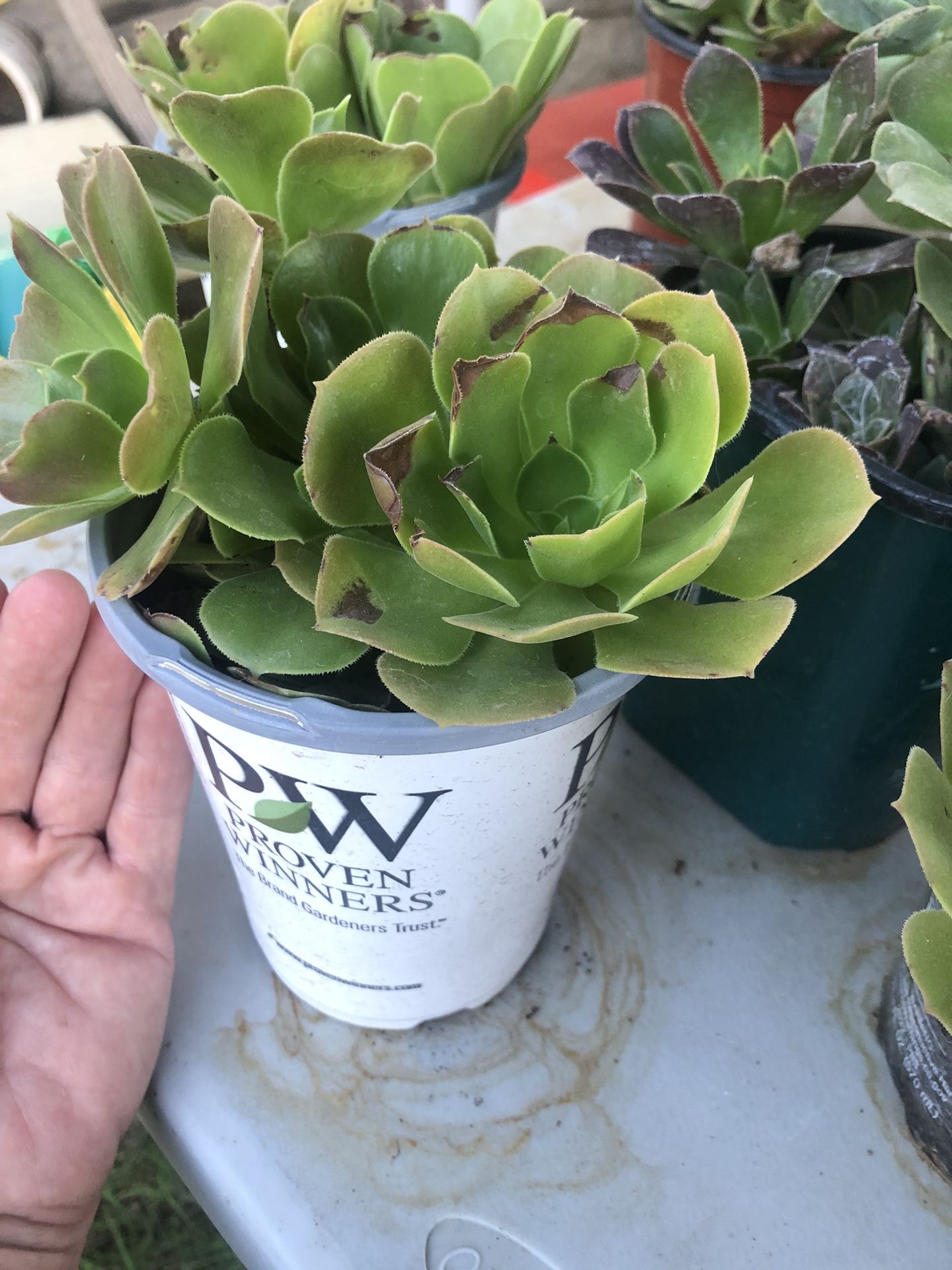 4 Succulent Plants In Pot