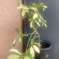 HERMOSAS PLANTAS NATURALES “UMBRELLA TREE PLANT “