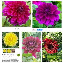 Decorative Dahlia Plants $5 Each 