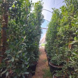 Ficus Nitida 25 Gallons 9ft Tall 