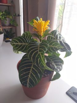 Blooming Zebra Plant 🪴🦓