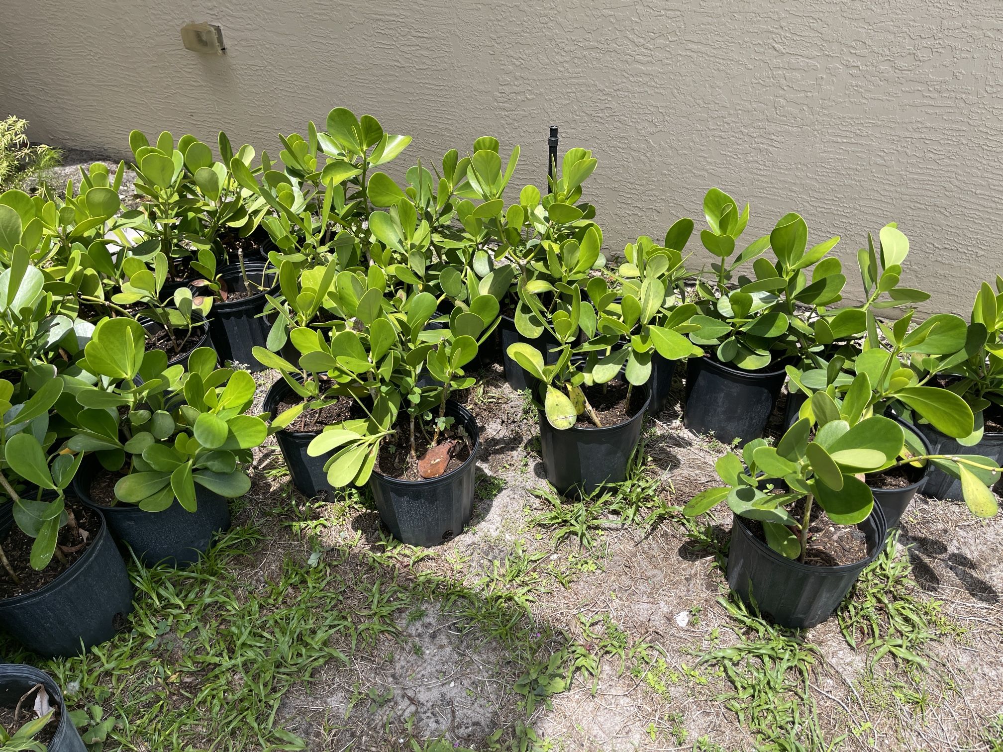 Clusias ( 3 gallons)