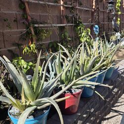 Aloe vera plants.
$25 each one. Firm on price.