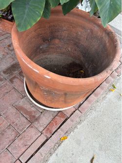 Pot