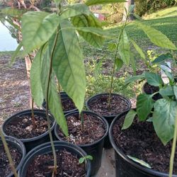 Avocado Tree