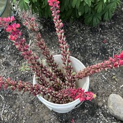 Lupine Seed Pods Only