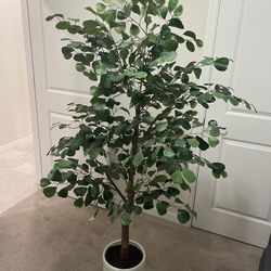 Ficus Plant Threshold (target)