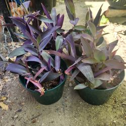 purple heart tradescantia succulent 