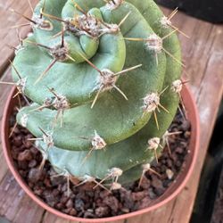 🌵 Spiral Forbesii Cereus Cactus • Rare Plants • Cacti 🌵 