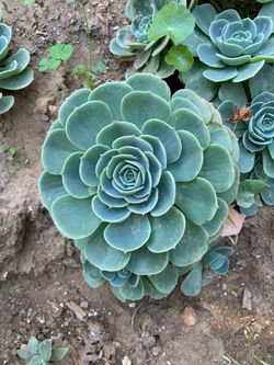 Succulent plant