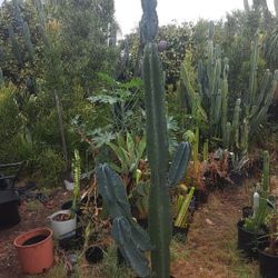 Peruvian Apple Cactus Plant